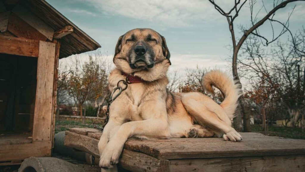 Kangal Shepherd