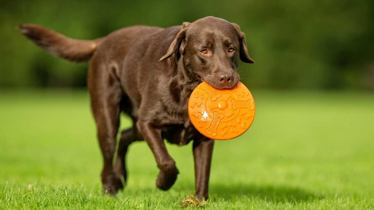 Labrador Retriever