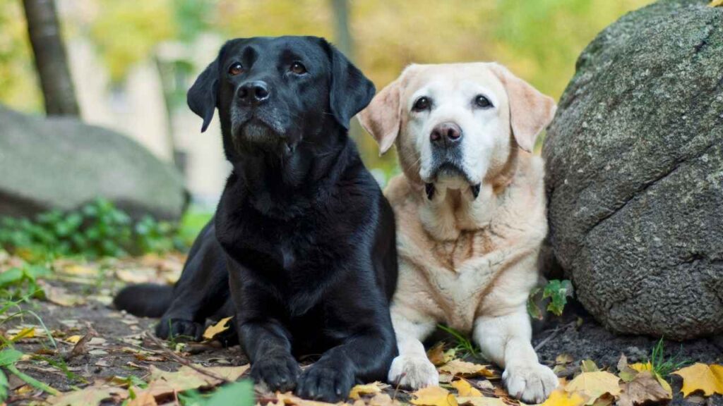 Labrador Retriever (4)