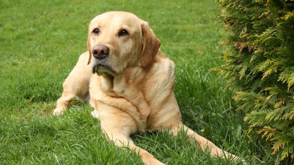 Labrador-Retriever-9