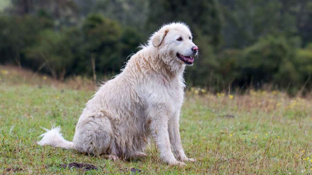 Maremma Sheepdog
