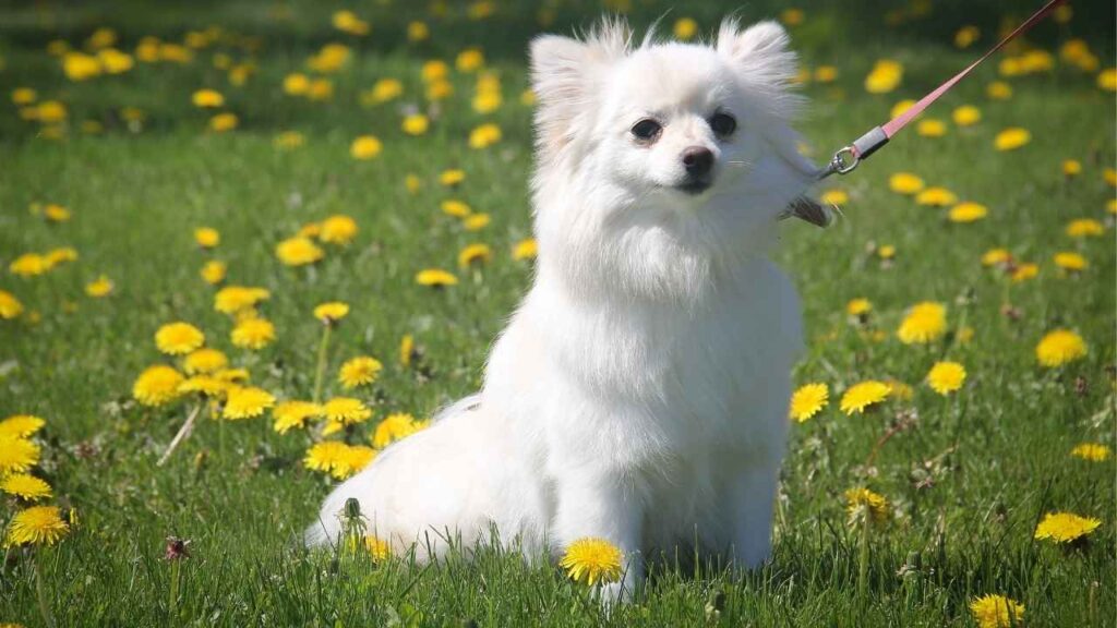 type of dogs small