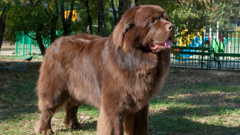 calm cuddly dog breeds