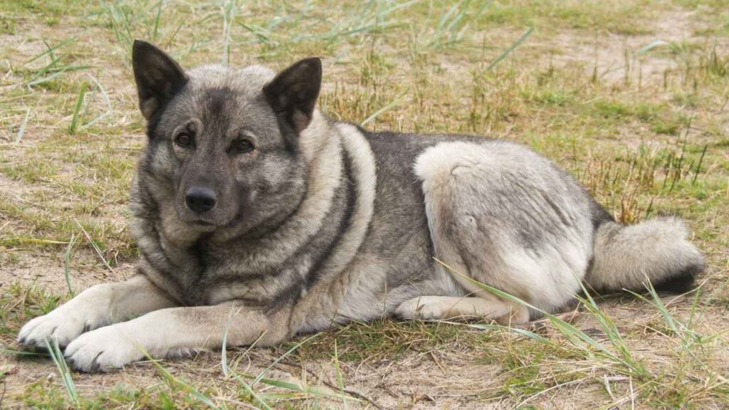 Norwegian-Elkhound