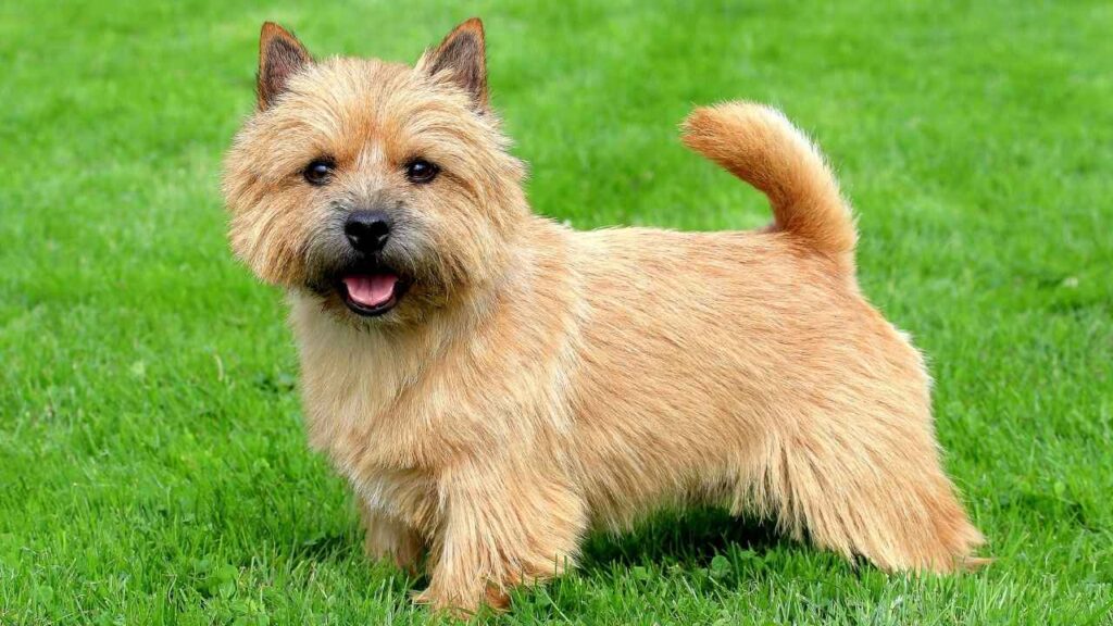 small terriers