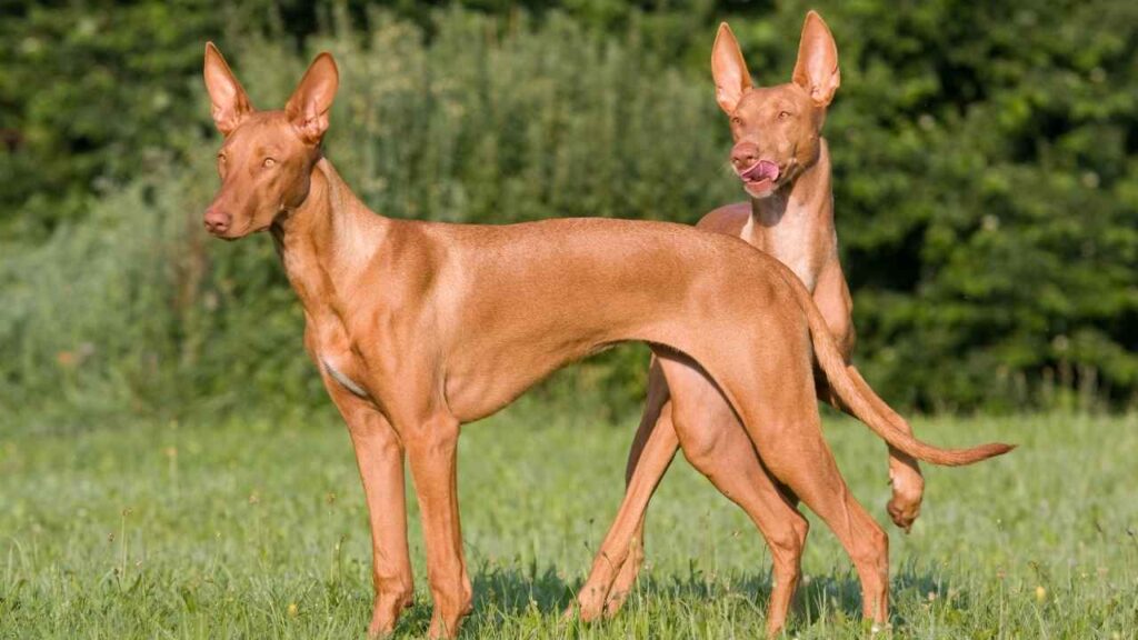 egyptian dog breeds