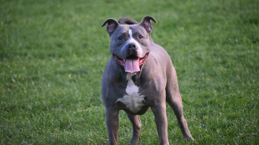 Pitbull