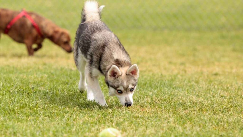 Pitbull Husky Mix