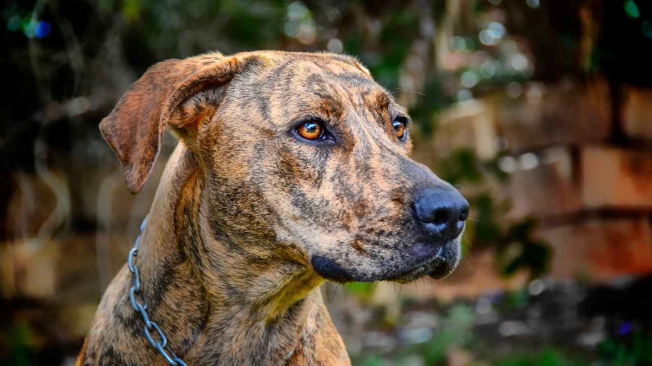 Plott HoundÂ