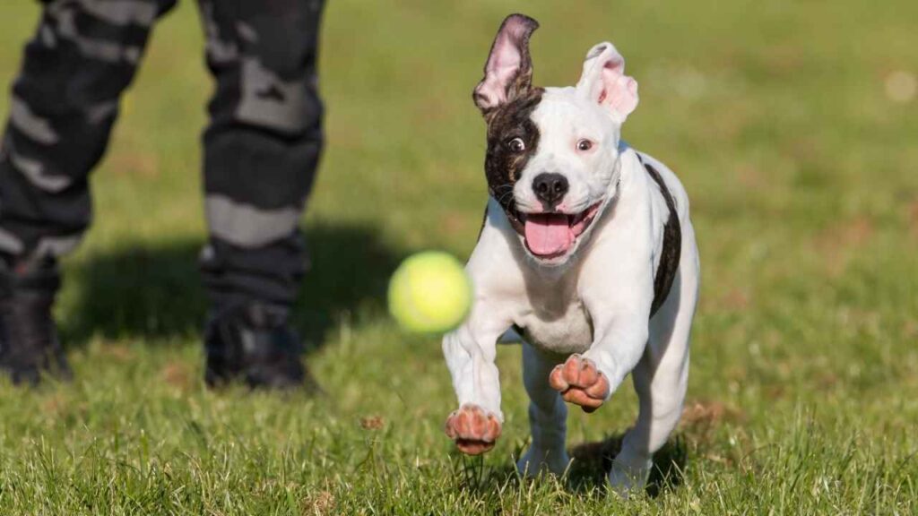 pit bull