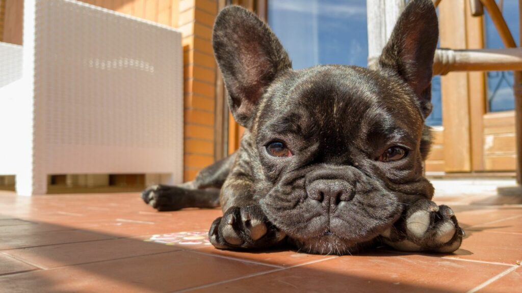 french bulldogs behavior