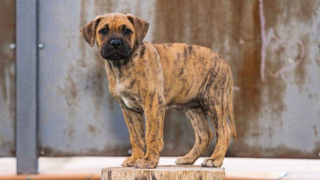 most aggressive dog breed