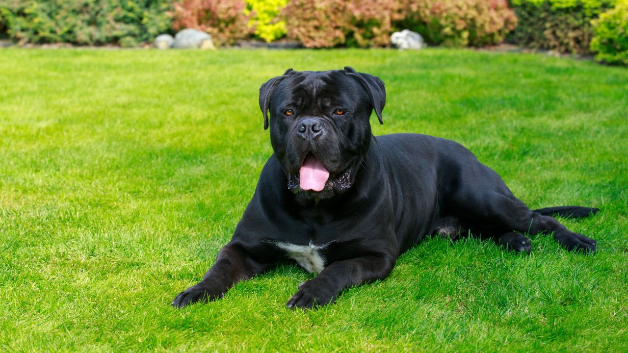 Pros And Cons Of Cane Corso What You Need To Know?