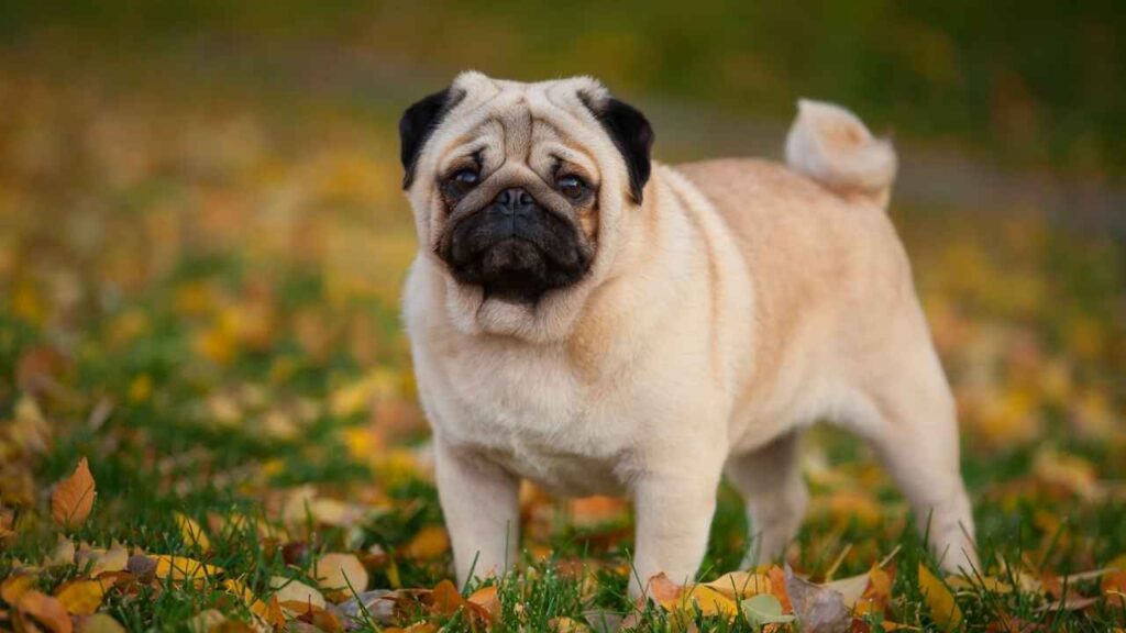 shy dog breeds