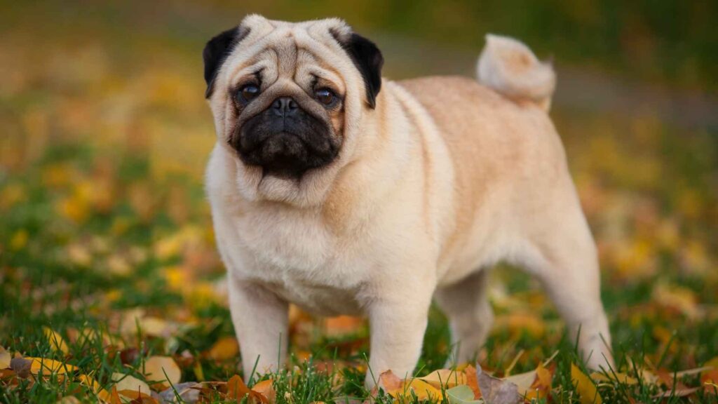 best dogs to have with cats