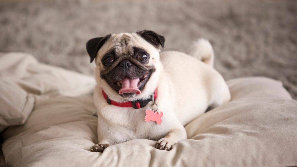 7 Best Dog Breeds Under 25 Lbs For Indoor Living