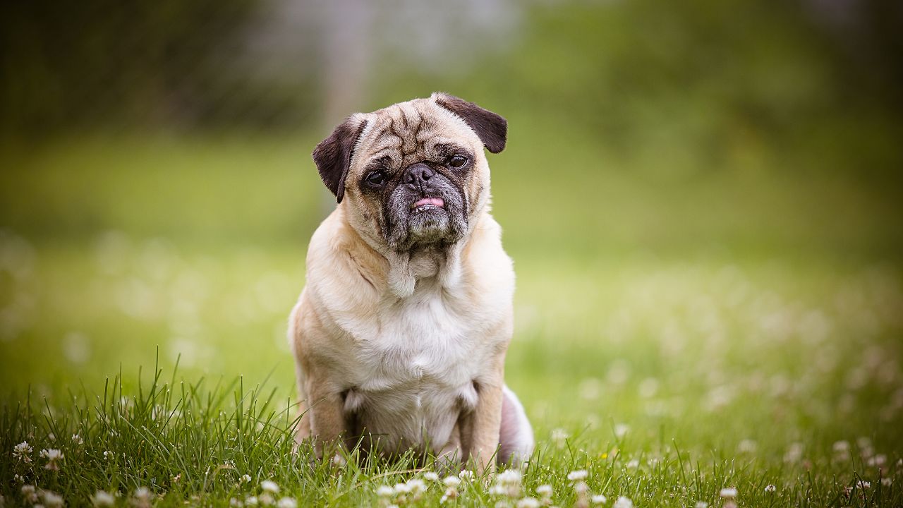 Pug