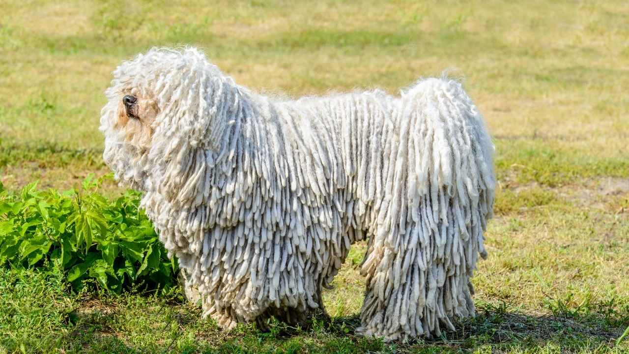 Puli