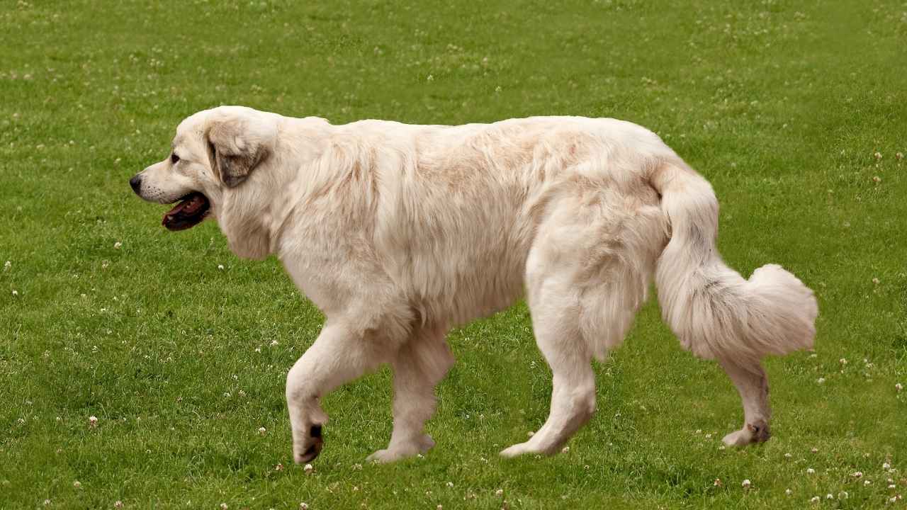 Pyrenean Shepherd