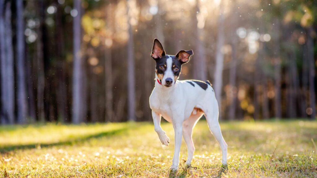 what dog can withstand the coldest temperature