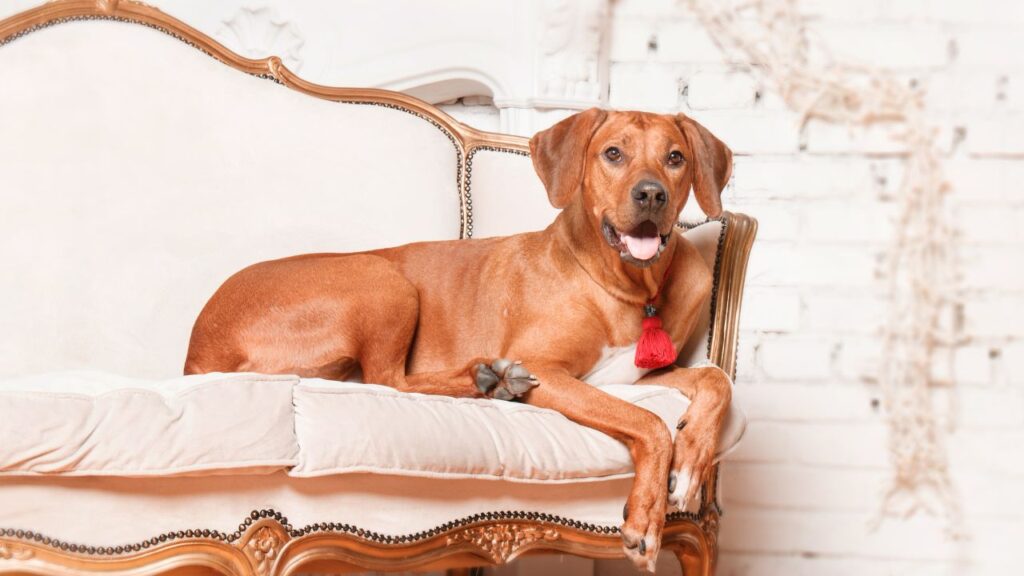 Rhodesian Ridgeback