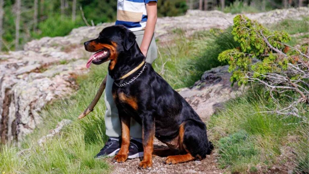 rottweiler good with kids
