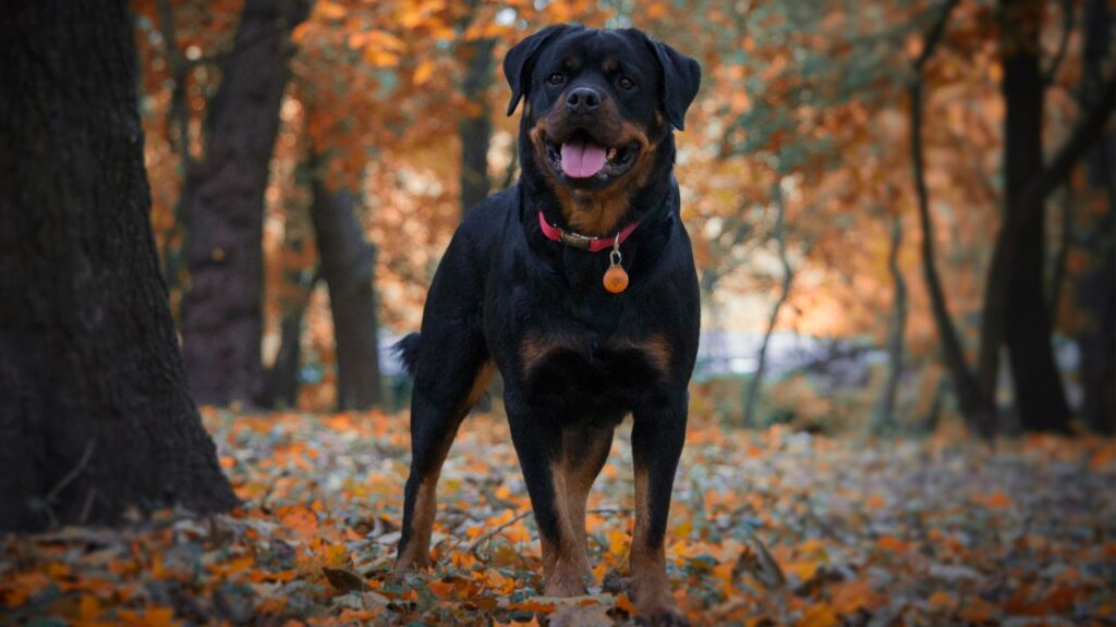 Rottweiler