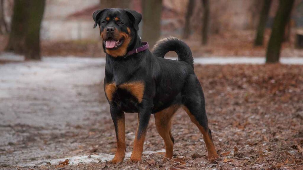 are rottweilers good family pets