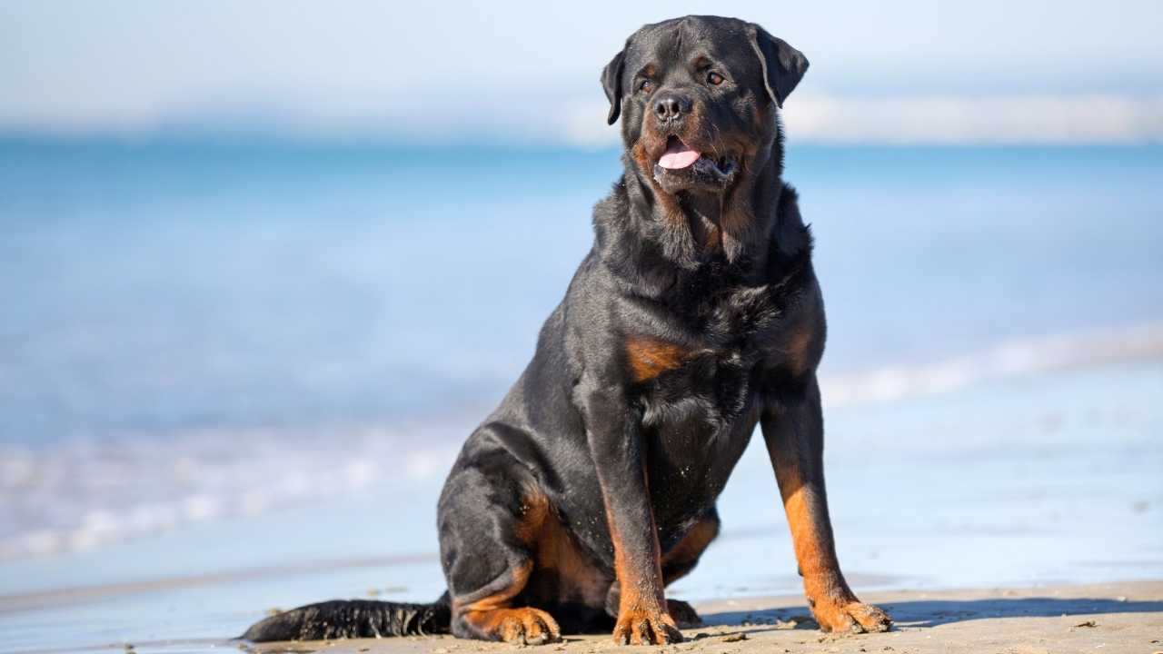 The Rottwiler 9 Powerful Dog Breeds: A Guide To Muscularity
