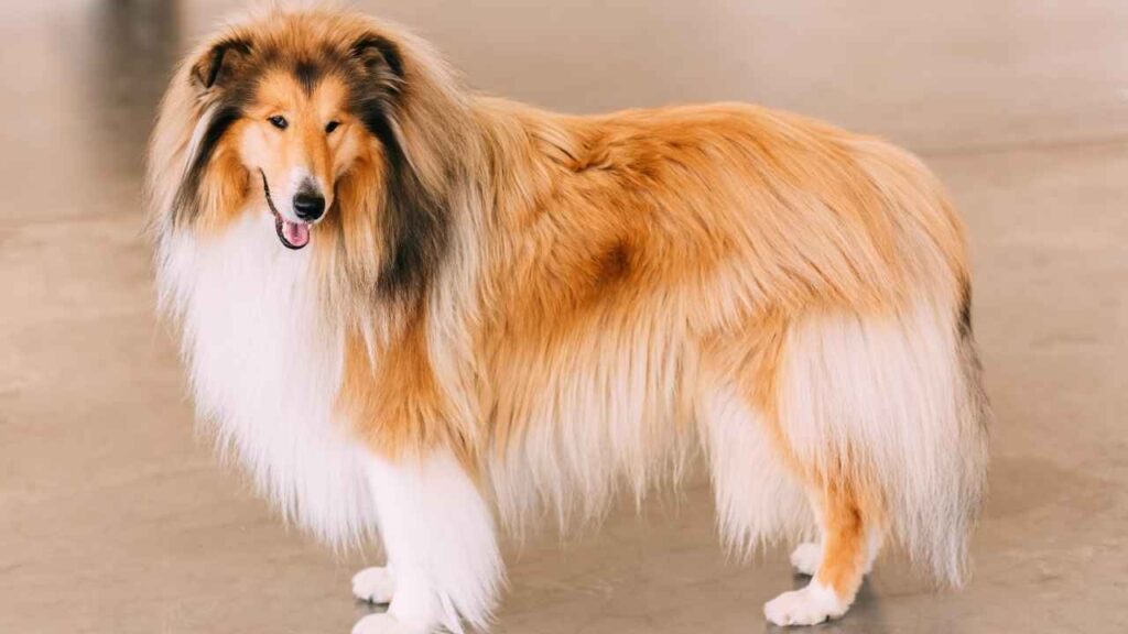 collie dog
