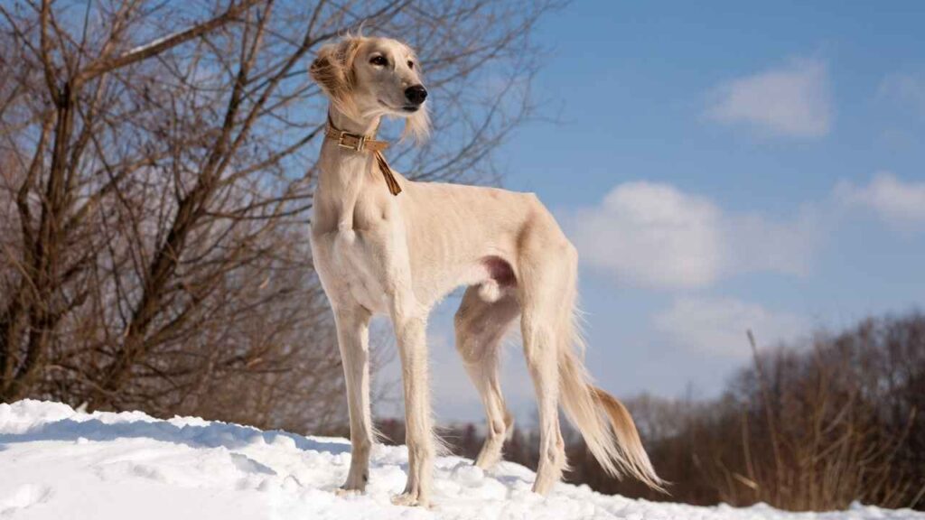 egyptian dogs breeds