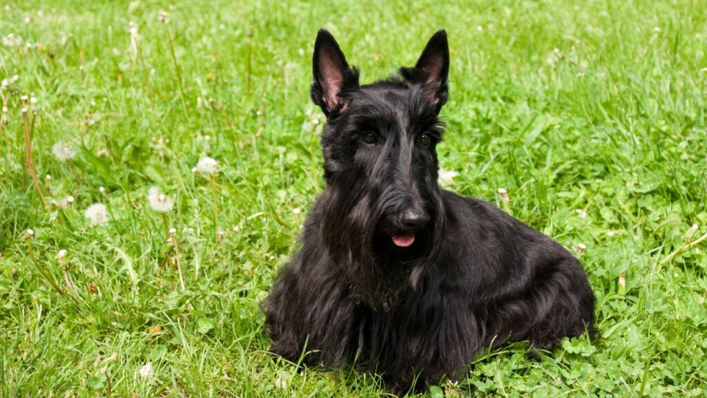 different type of terriers