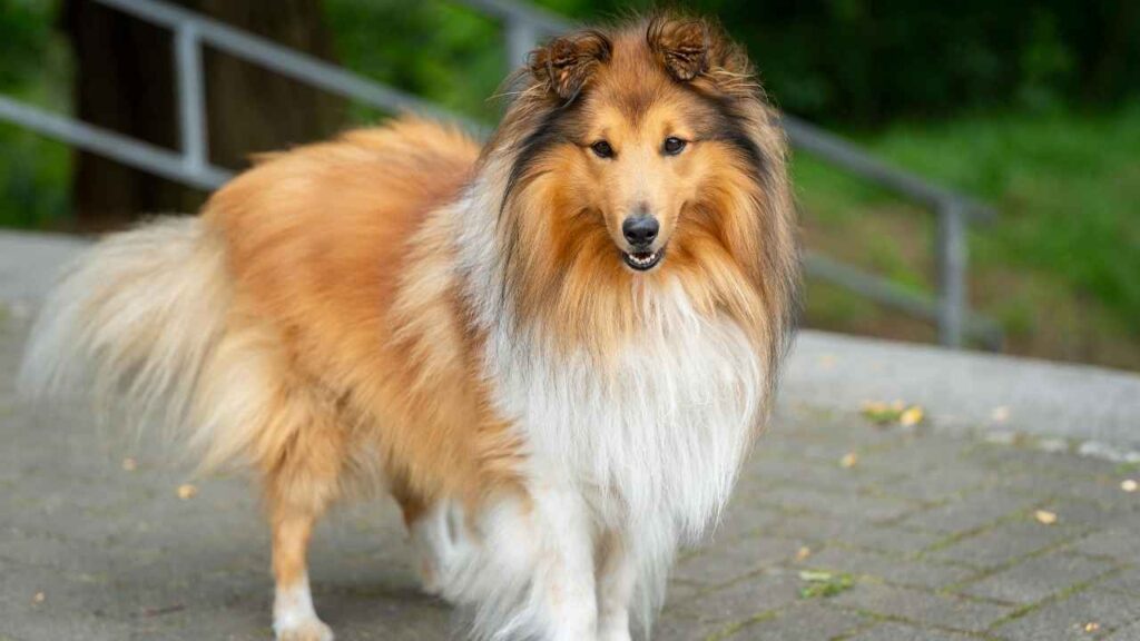 Shetland-Sheepdog-1