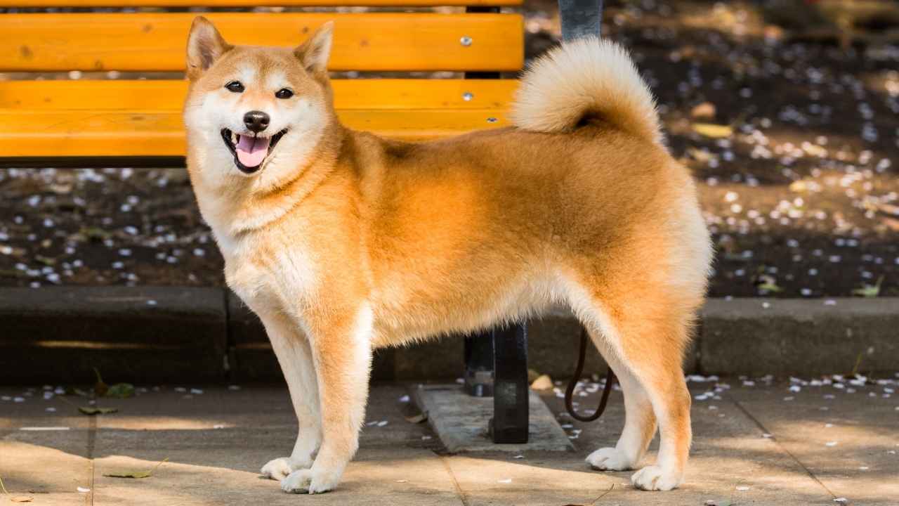 Shiba Inu