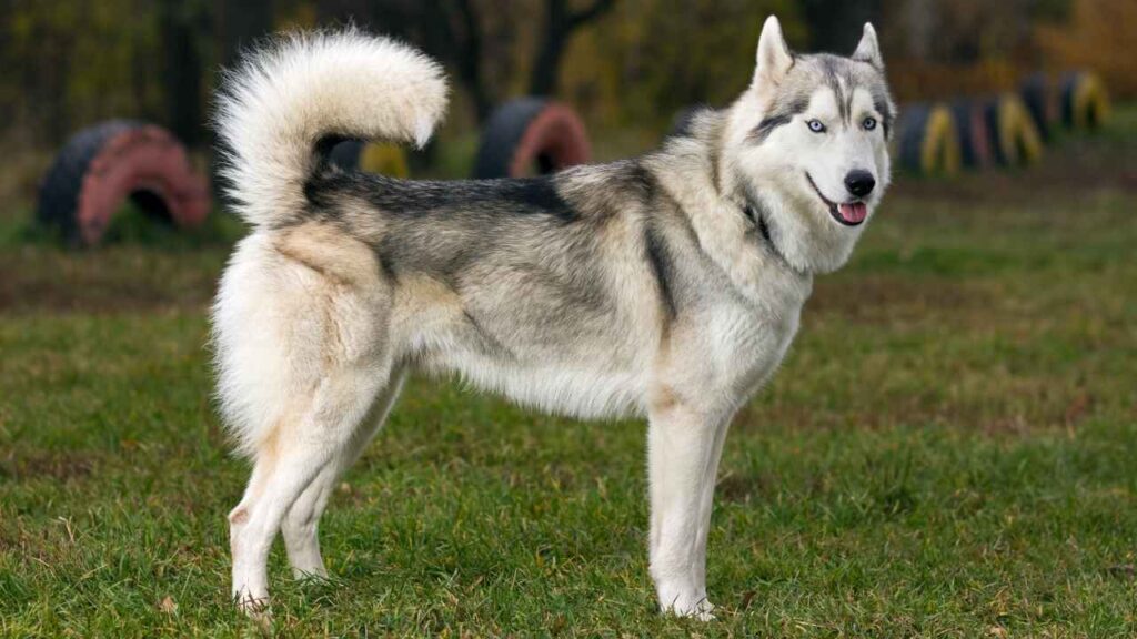 Siberian-Husky-
