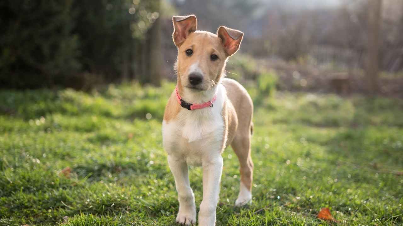 collie