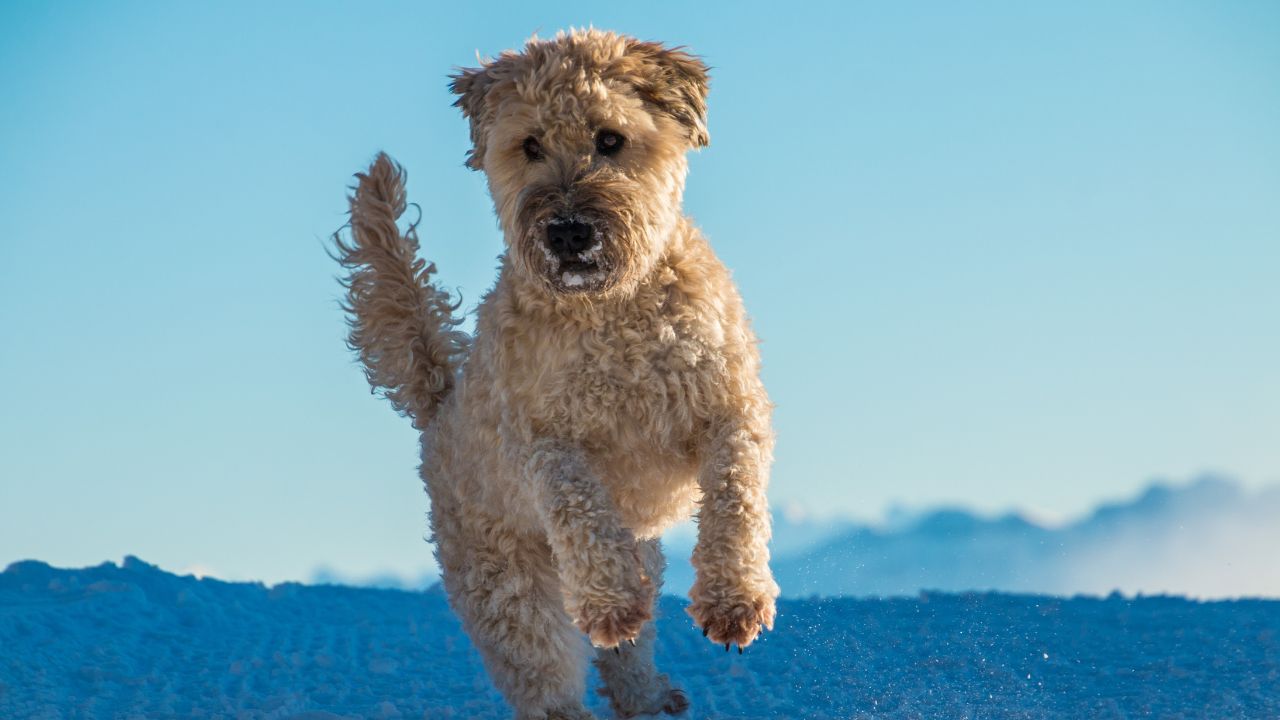 Soft Coated Wheaten Terrier