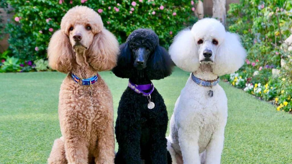 Standard-Poodle-1