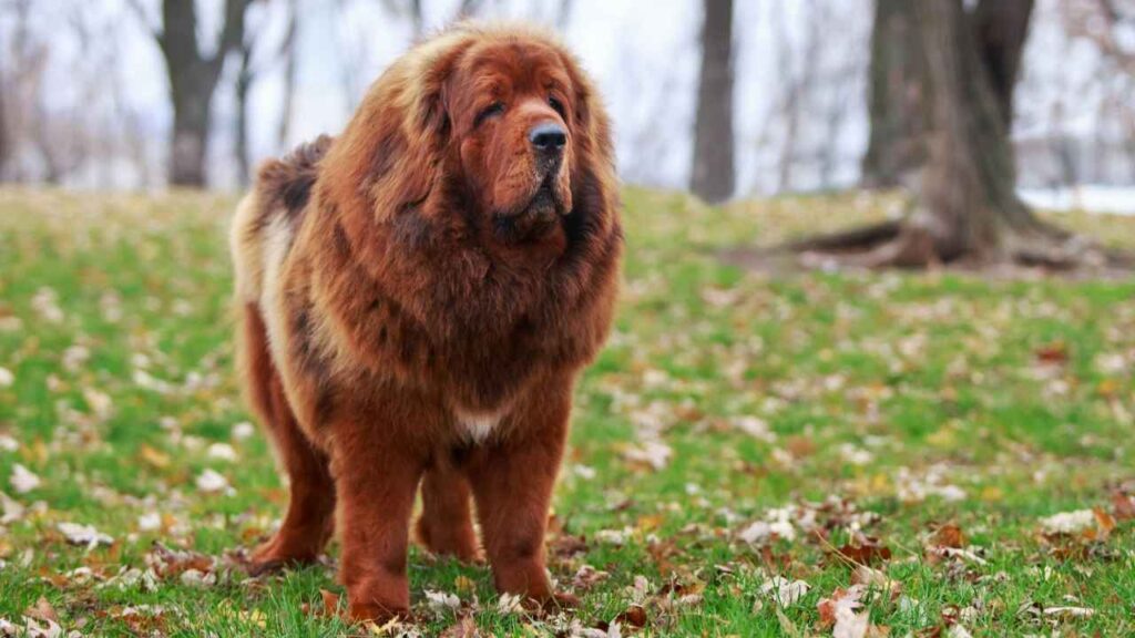 Tibetan Mastiff