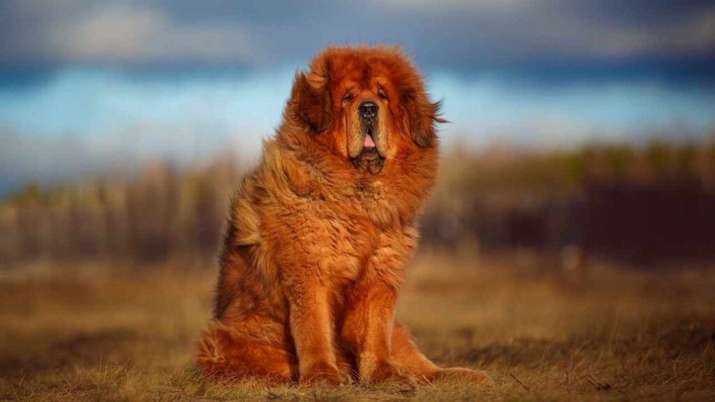 Tibetan Mastiffs
