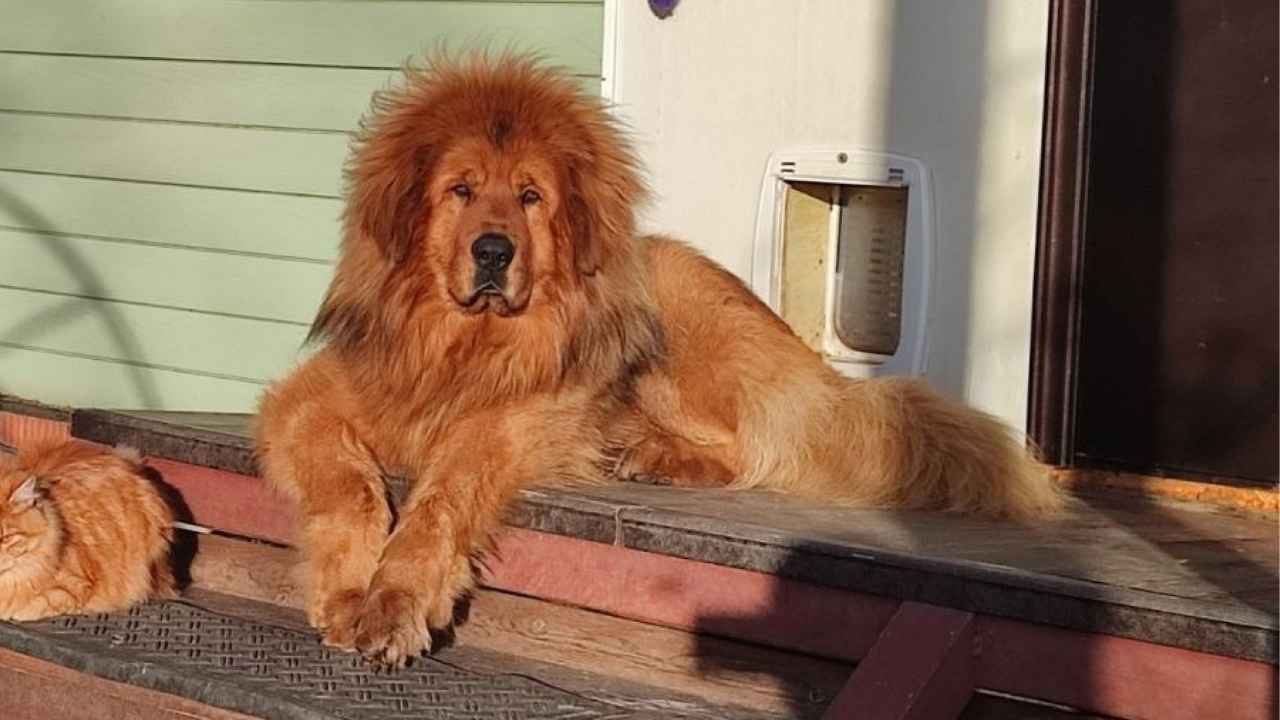Tibetan Mastiff