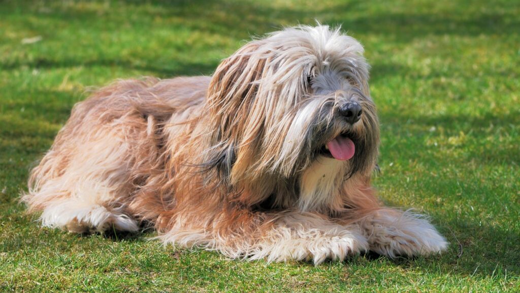 dogs with long hair
