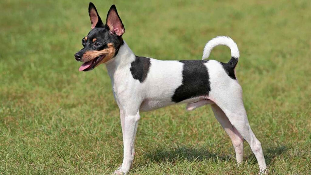 small breed dogs
