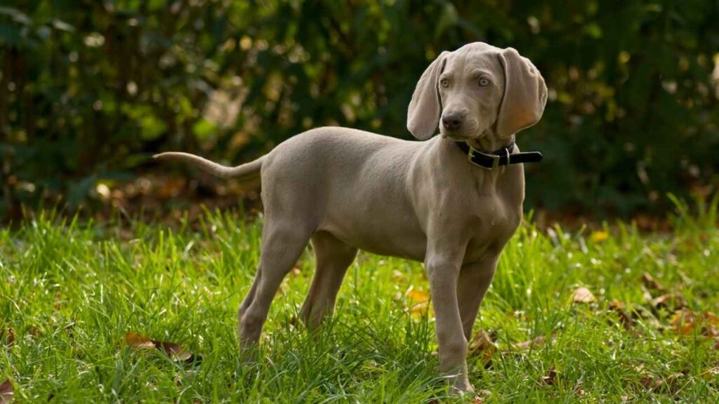Weimaraner 