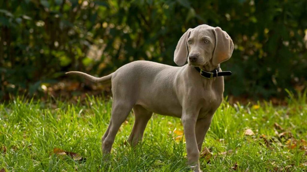 Weimaraners