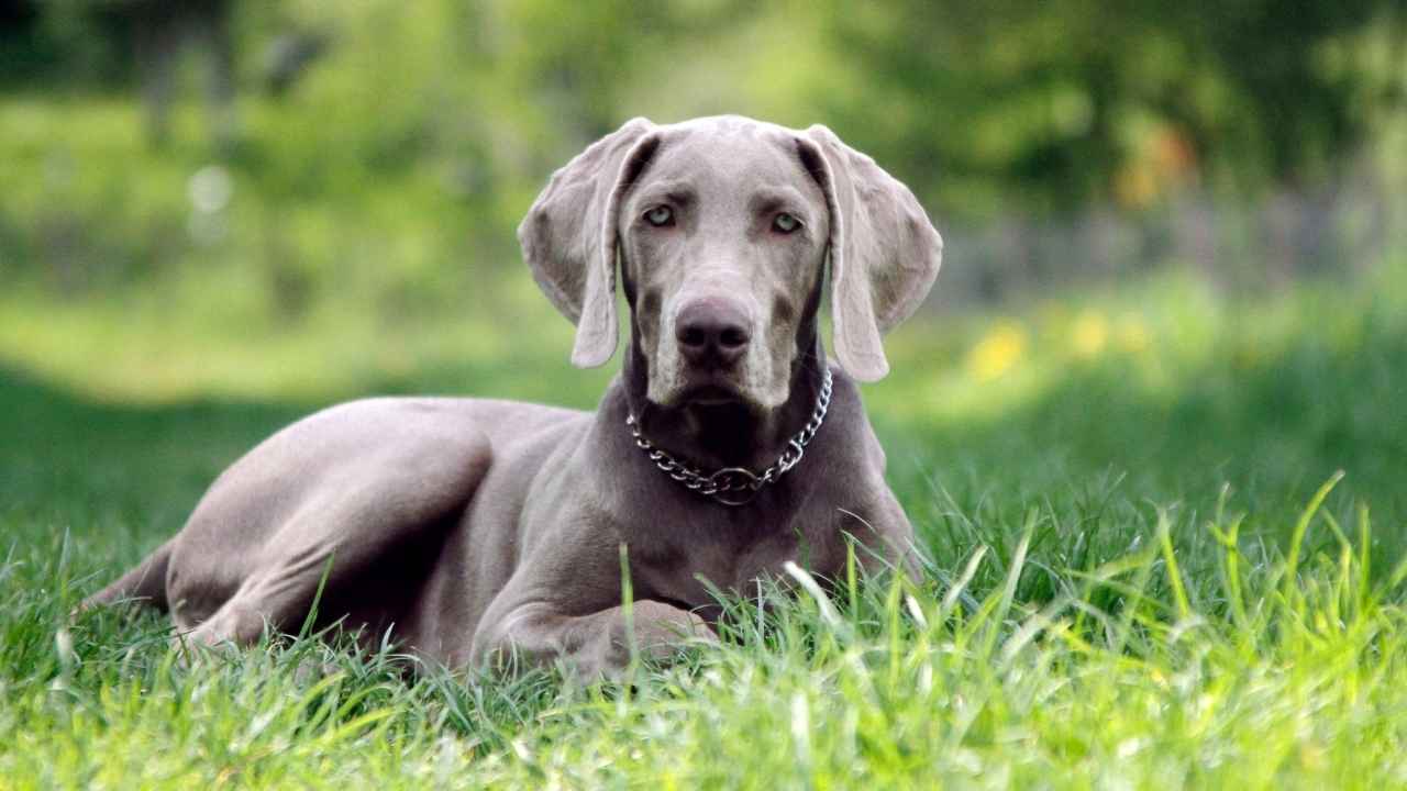 weimaraner