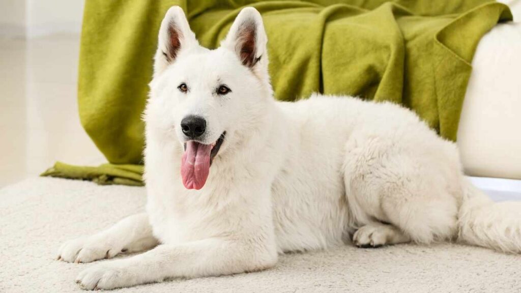 White German Shepherd