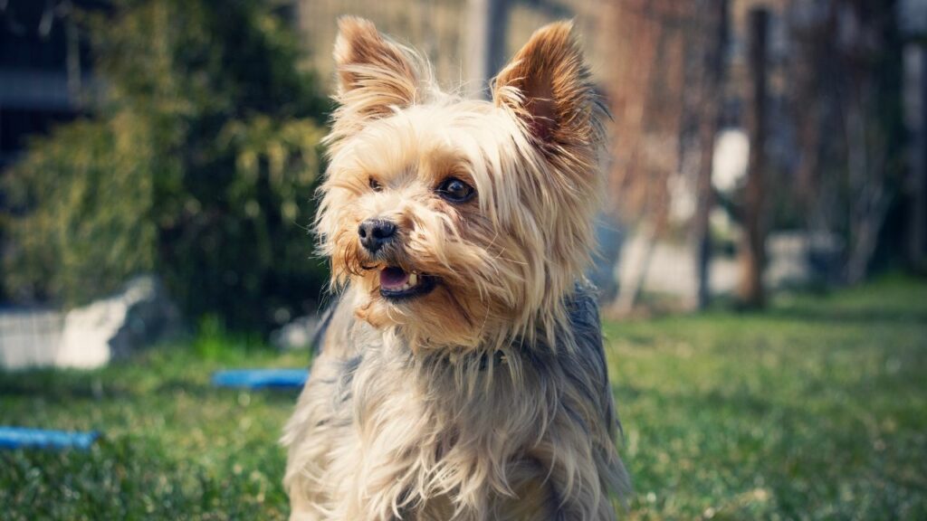 Yorkie