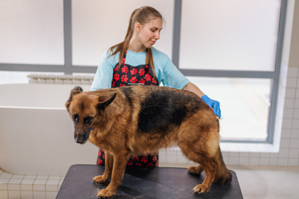 long hair german shepherds