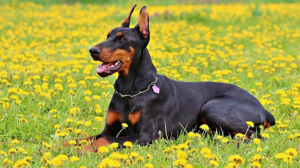 are doberman good Guard Dog for Veterans